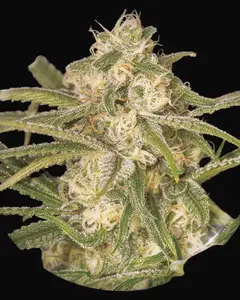 No Name Auto