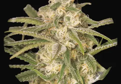 No Name Auto