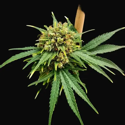 Nordle