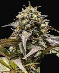 North Thunderfuck Auto