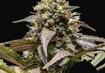 North Thunderfuck Auto