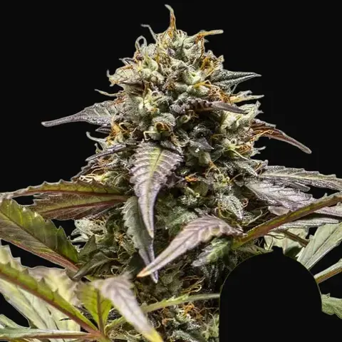 North Thunderfuck Auto
