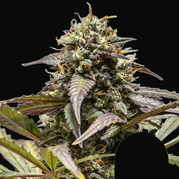 North Thunderfuck Auto