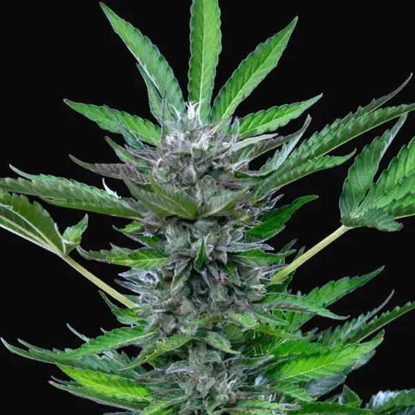 North Thunderfuck Auto — zdjęcie 11