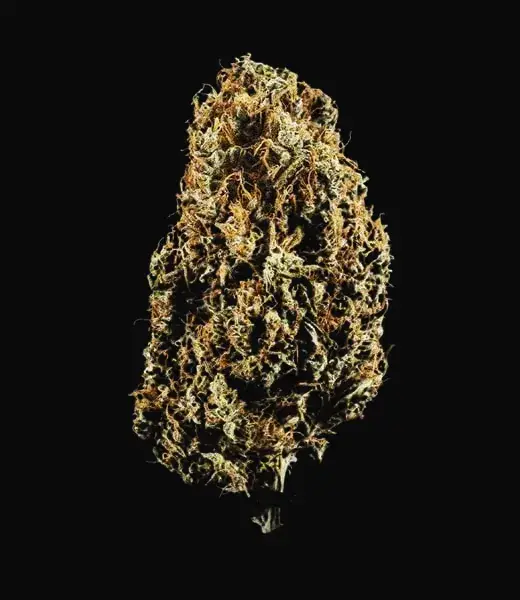 North Thunderfuck Auto — zdjęcie 6