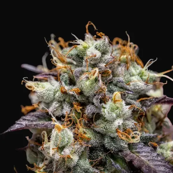 North Thunderfuck Auto — zdjęcie 9