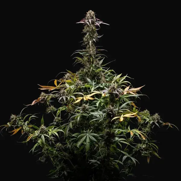 North Thunderfuck Auto — zdjęcie 15