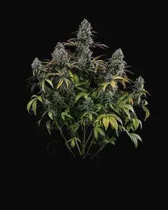 Northern Cheese Haze Auto