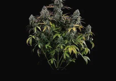 Northern Cheese Haze Auto