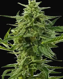 Northern Haze Auto