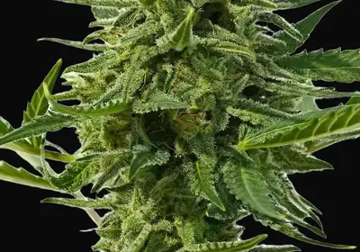 Northern Haze Auto