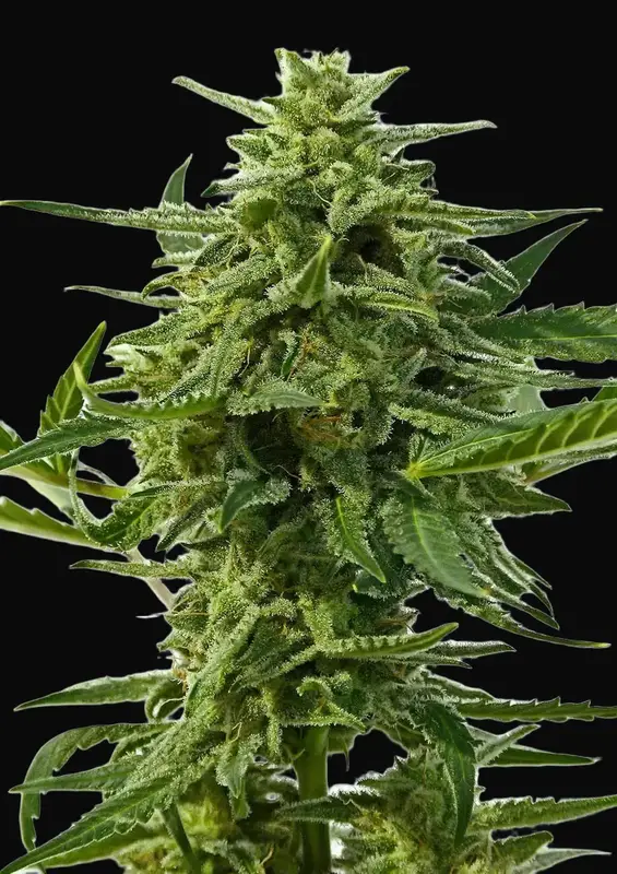 Northern Haze Auto