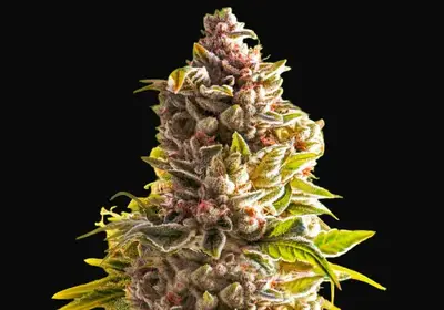 Northern Light Auto