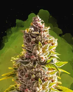 Northern Light Auto