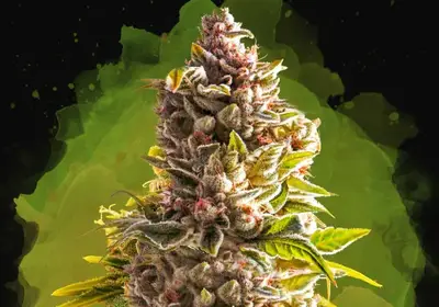 Northern Light Auto