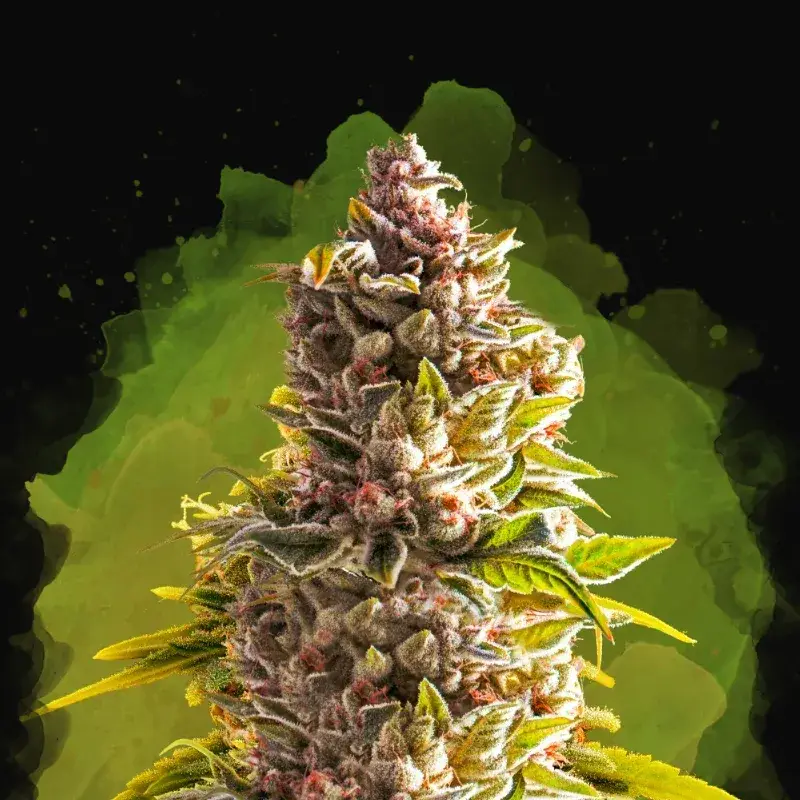 Northern Light Auto