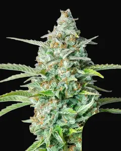 Northern Light Auto