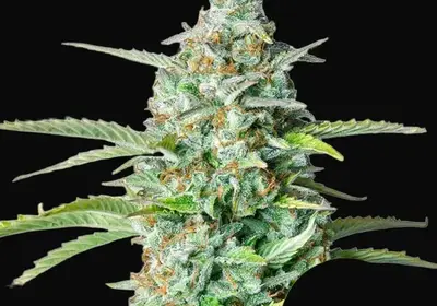 Northern Light Auto