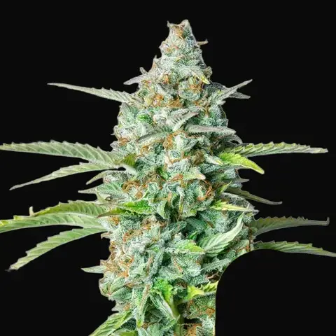 Northern Light Auto