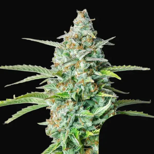 Northern Light Auto