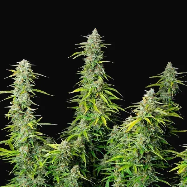 Northern Light Auto — zdjęcie 4