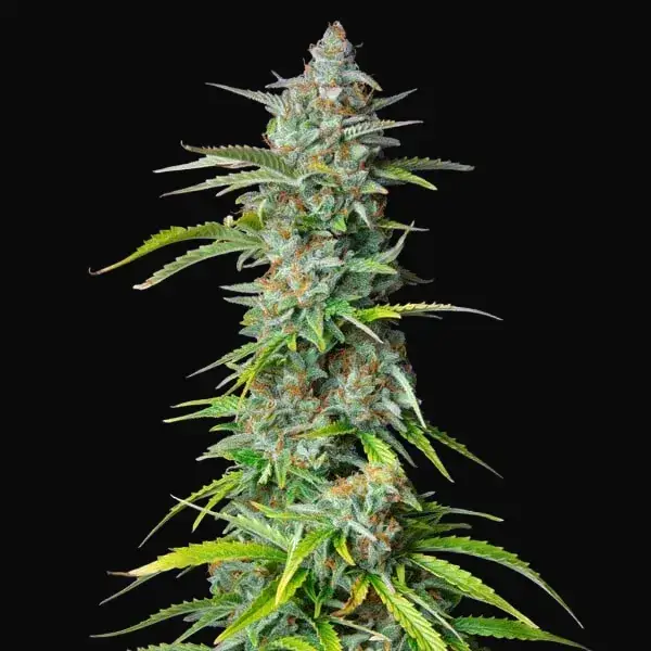 Northern Light Auto — zdjęcie 8