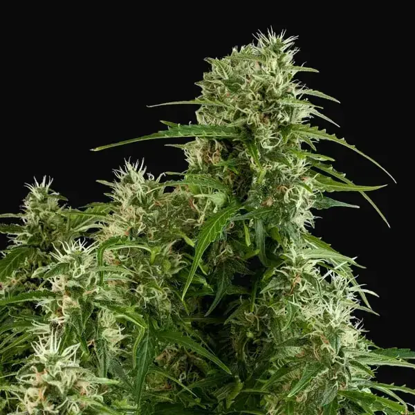 Northern Light Auto — zdjęcie 7