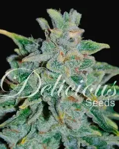 Northern Light Blue Auto