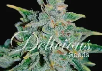 Northern Light Blue Auto