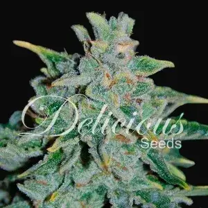 Northern Light Blue Auto