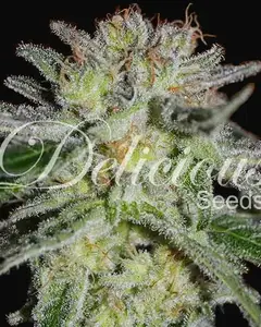 Northern Light Blue