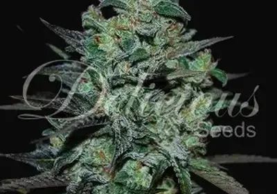 Northern Light Blue THC-Free