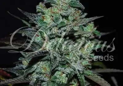 Northern Light Blue THC-Free