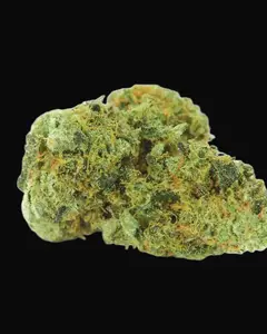 Northern Light