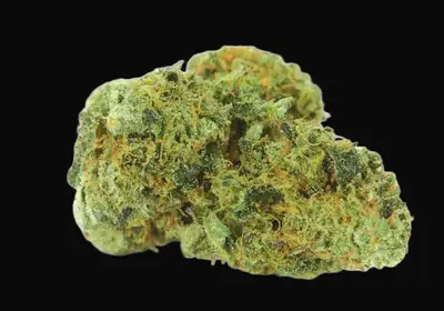 Northern Light