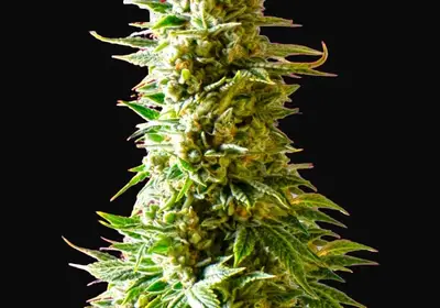 Northern Light