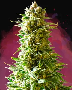Northern Light