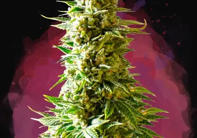 Northern Light