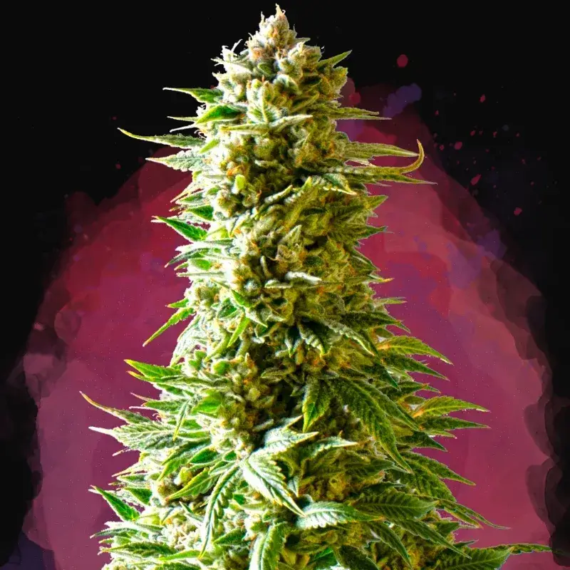 Northern Light