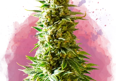 Northern Light