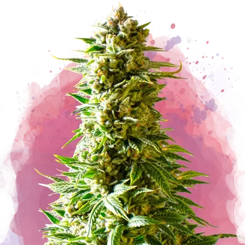 Northern Light