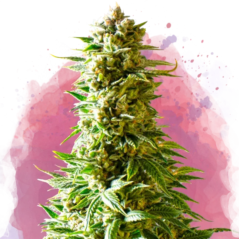 Northern Light