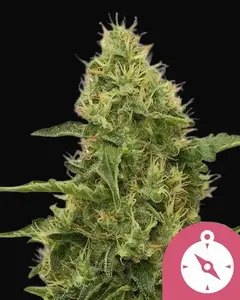 Northern Light