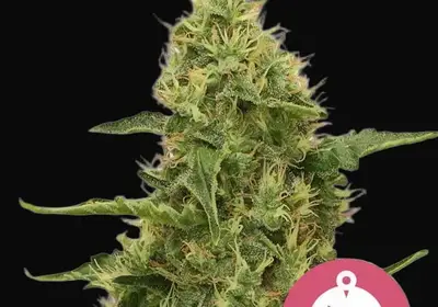 Northern Light