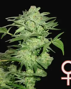 Northern Light Special