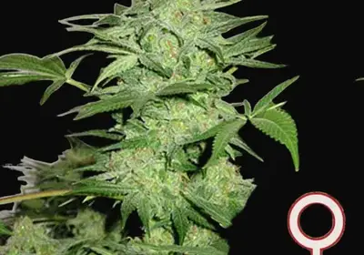 Northern Light Special