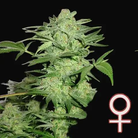 Northern Light Special
