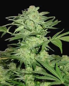 Northern Light Special Regular