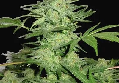 Northern Light Special Regular
