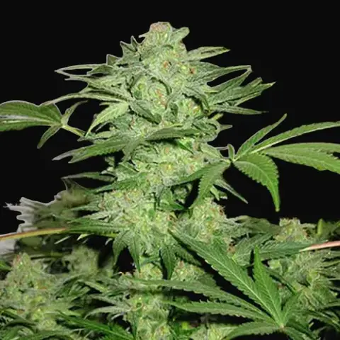Northern Light Special Regular